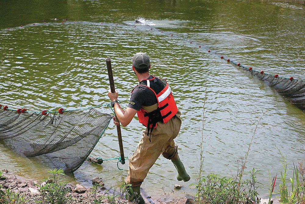 Ben Stahlschmidt, a fish biologist with the U.S. Geological Survey, pulls his side of a dragnet on Tuesday, July 20, 2021, to collect bighead carp at a USGS pond in Columbia, Mo. USGS and University of Missouri researchers received a $200,000 grant to study how invasive carp eggs move through rivers. This could pave the way for better control of the fish, which are currently spreading throughout Missouri and the Midwest causing ecological and economic damage. In the back of the photo, one fish escapes the net. (Christian Gooden/St. Louis Post-Dispatch via AP)