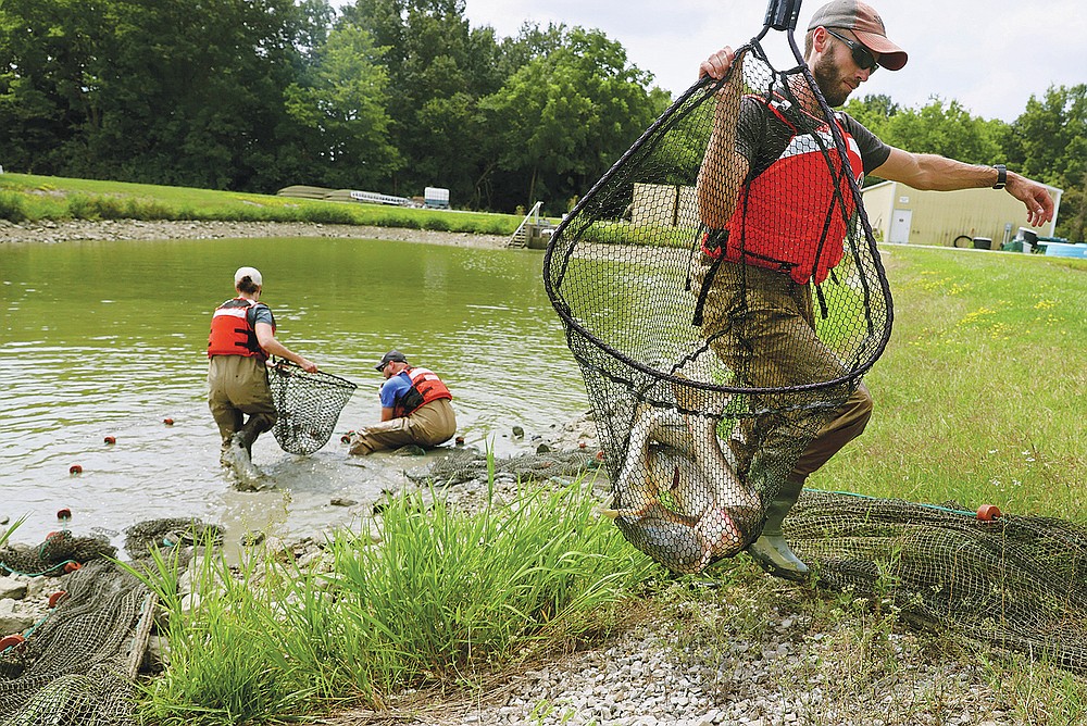 CORRECTS TO BIGHEAD CARP, NOT BIGHEADED CARP - Ben Stahlschmidt, foreground, a fish biologist with the US Geological Survey, carries off a sampling of bighead carp on Tuesday, July 20, 2021, as fellow biologists Anne Herndon and Curt Byrd collect more from a dragnet in one of the ponds at their Columbia, Mo., facility. USGS and University of Missouri researchers received a $200k grant to study how invasive carp eggs move through rivers. This could pave the way for better control of these fish, as they are currently spreading throughout Missouri and the Midwest causing ecological and economic damage. (Christian Gooden/St. Louis Post-Dispatch via AP)