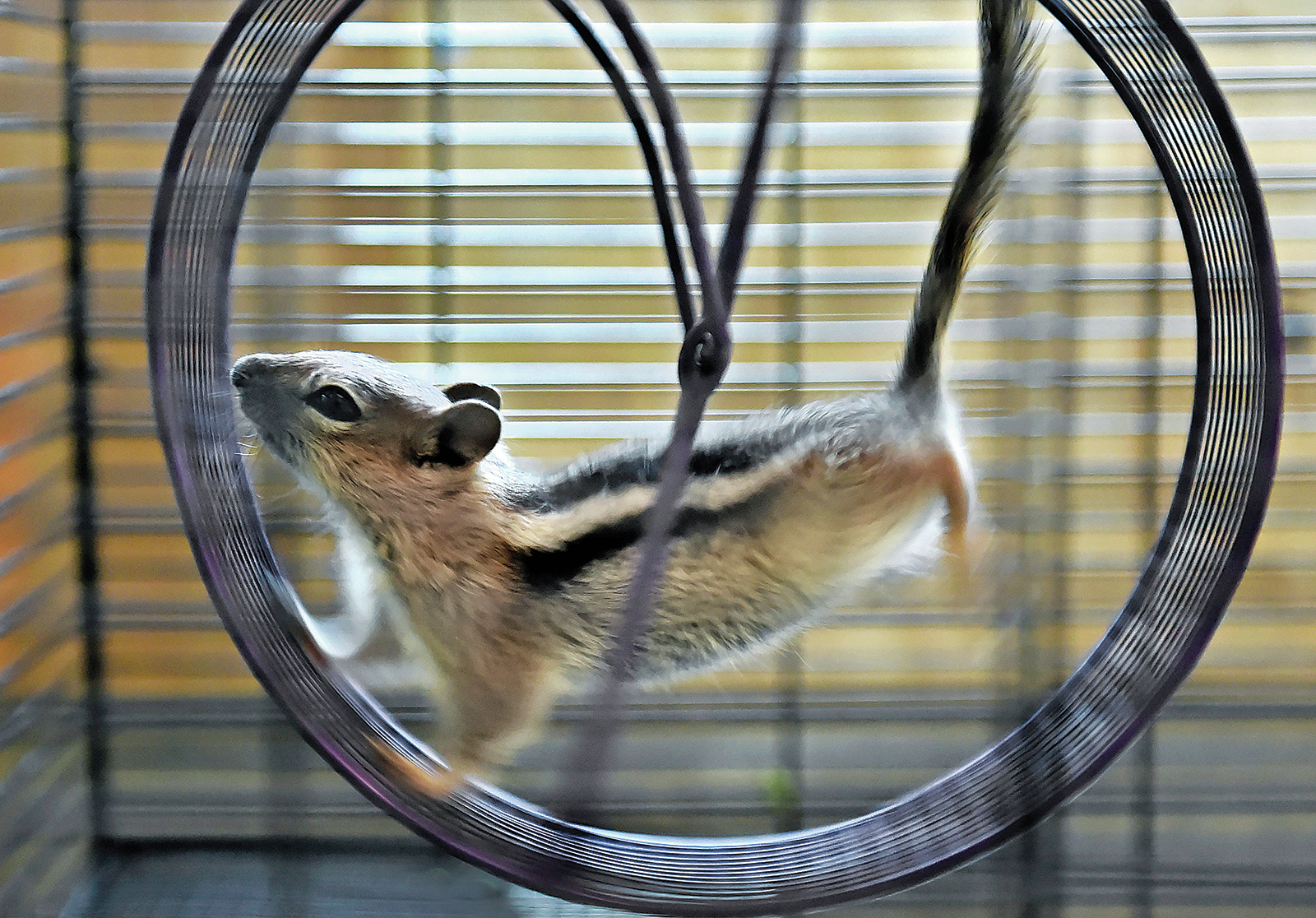 From chipmunks to bears, Tahoe center helps rescued animals - Vimarsana News