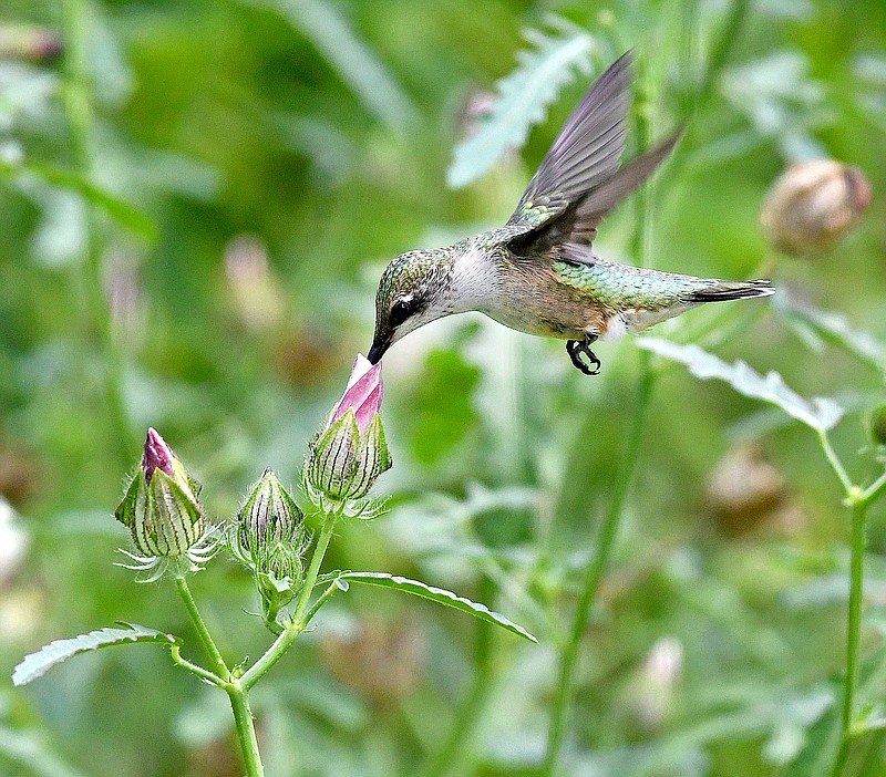 Submitted/TERRY STANFILL
Even when unable to make his morning rounds, Terry still captured the beauties of nature at his home in Coon Hollow. Above he captured this amazing photo of a hummingbird feeding on the nectar of a flower of an hour last week.