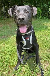 Sweet Seal, is a 1-year-old female lab mix looking for a forever home. She enjoys car rides, does phenomenal on a leash and is also kennel trained. She is timid but, once she settles in, is a loving dog. She likes other dogs but is scared of younger children, so older children would be preferred. Seal's adoption fee is $50. She has already been spayed, vaccinated, dewormed and treated for flea and tick prevention. For more information, contact tailwaggers.ba@gmail.com.