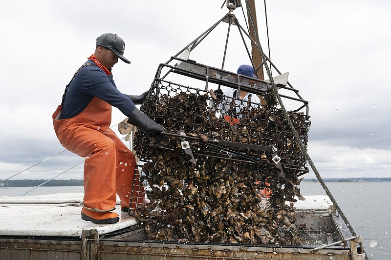 Darwin Ceveda opens the bottom of a basket to unload hundreds of oysters into the hold of a shellfishing boat owned by Copps Island Oysters, Monday, Aug. 9, 2021, off Norwalk, Conn. The state of Connecticut, maintains more than 17,500 acres of natural shellfish beds. Oystermen get permits to work those public beds, harvesting seed oysters to transplant to their own grounds.