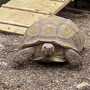 Photo submitted by Chelsea Hattaway  - Potato, an 85-pound African spurred tortoise, has escaped from her owner?s backyard in North Little Rock. Chelsea Hattaway is offering a reward for her safe return.