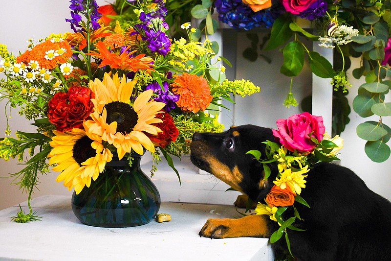 Little Rock florist and retailer Tipton & Hurst, 1801 N. Grant St., is offering to take portraits of pets today for National Dog Day to benefit the Humane Society of Pulaski County. (Special to the Democrat-Gazette)