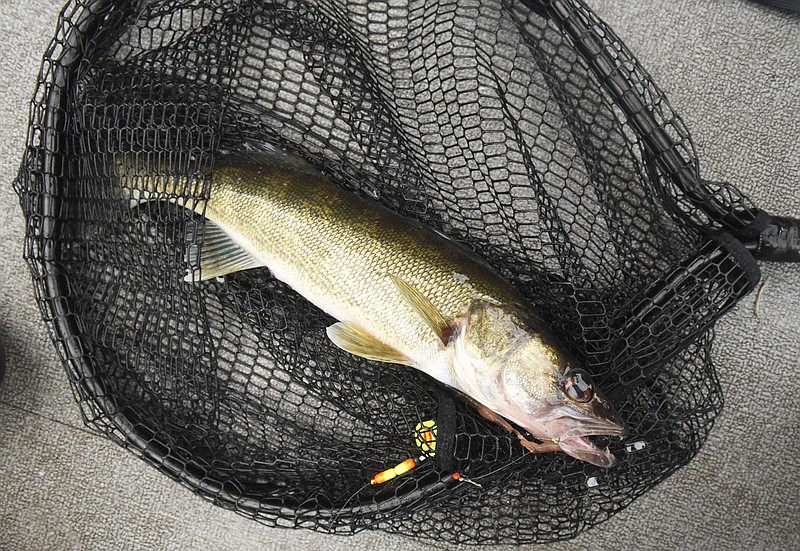 Walleye are eager to bite during summer when fishing for other species is tough.
(NWA Democrat-Gazette/Flip Putthoff)