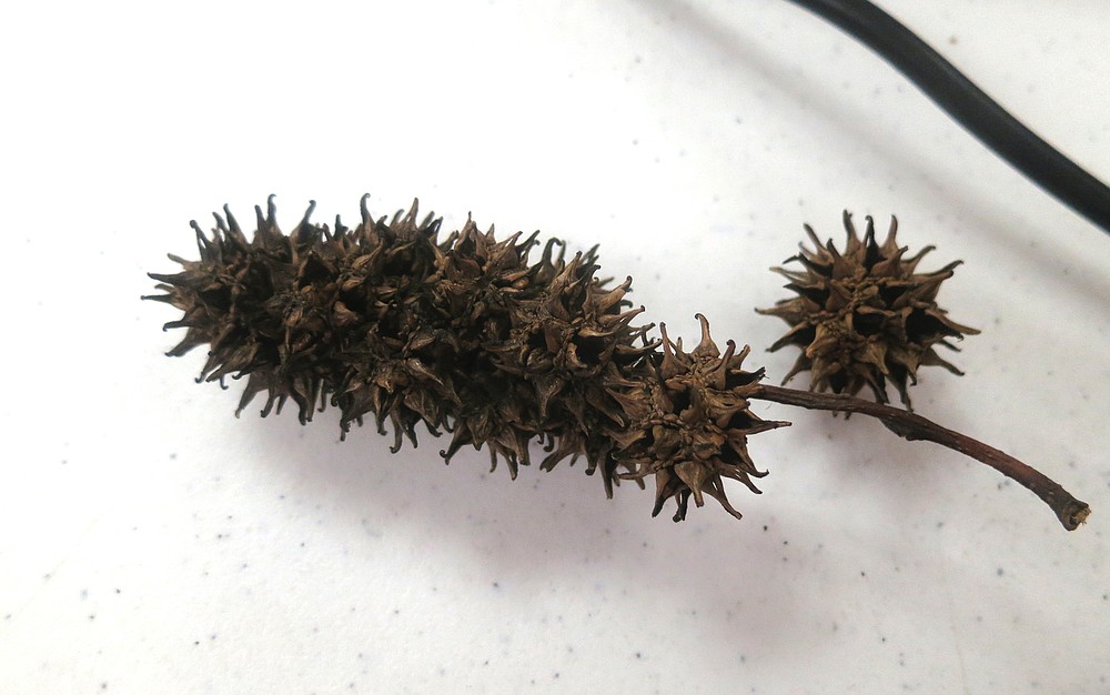 Spiky sweetgum balls are good mulch around hostas, to discourage slugs and snails. These sweetgum balls are fused, which is unusual. (Special to the Democrat-Gazette/Janet B. Carson)
