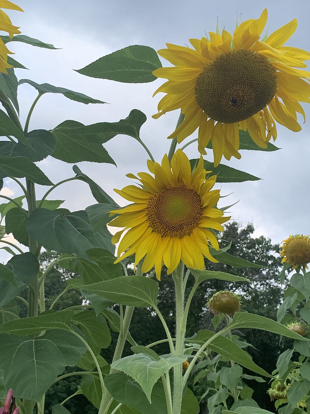 Big, bursting sunflowers create moments of happiness in Bella Vista