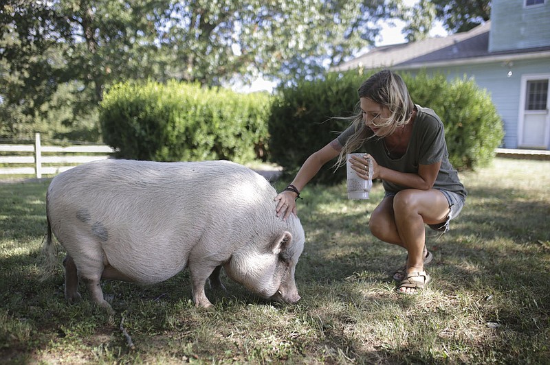 Sydney Sloan feeds Corky the pig, Friday, August 27, 2021 at Sacred Hollow Farm in Lowell. The pandemic forced Caleb Schoeppe and his partner Sydney Sloan to take a hard look at their lives and they decided they didn't really like what they saw - so Caleb quit his corporate job, Sydney stopped styling hair, and they opened up a u-pick wildflowers business on their acreage. Check out nwaonline.com/210830Daily/ for today's photo gallery. 
(NWA Democrat-Gazette/Charlie Kaijo)