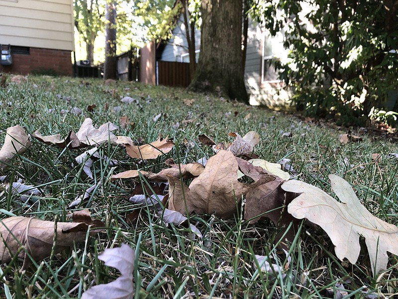 Some large trees are dropping leaves and ending their seasons early in Central Arkansas, because that's how they survive drought. (Arkansas Democrat-Gazette/Celia Storey)