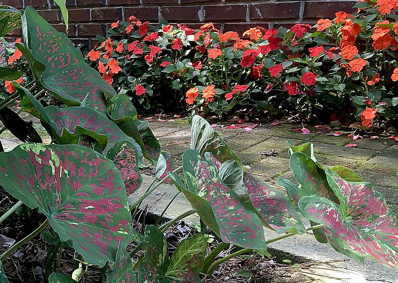 Soprano Orange and Bright Red have been combined in the bed along the brick wall and in close proximity to Heart to Heart Mesmerized caladiums. (TNS/Norman Winter)