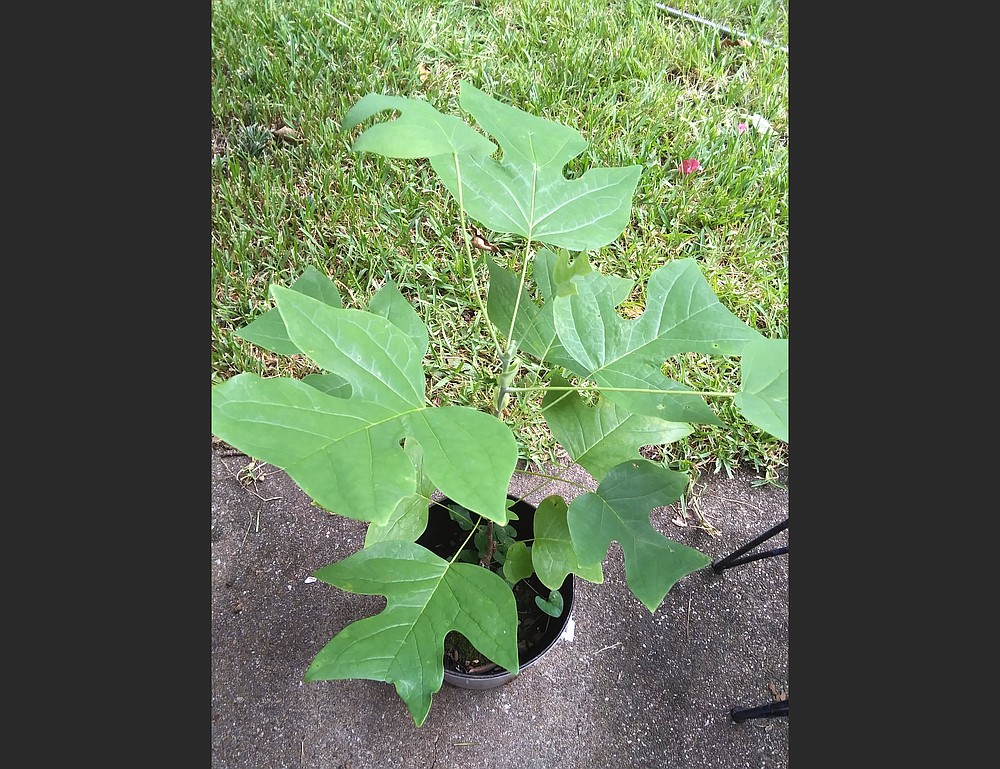 This sprout grows into one of the largest native trees in the Arkansas, tulip poplar or tulips.  (Special for Democrat-Gazette)