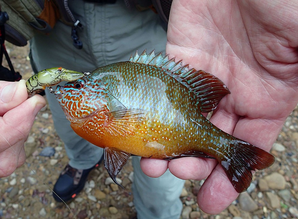 Longear sunfish, called "punkinseeds" by most folks, are some of the most colorful fish in lake for stream. Dozens bit Bodishbaugh's small Rebel crawdad crank baits.
(NWA Democrat-Gazette/Flip Putthoff)