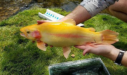 Golden rainbow trout can be caught on the White River below Bull Shoals Dam and at Spring River in northeast Arkansas.
(Courtesy photo)