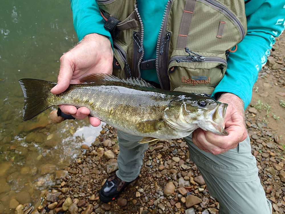 Bodishbaugh uses a Mepps spinner to catch and release this Kings River smallmouth bass in July 2021 from pool between two shoals.
(NWA Democrat-Gazette/Flip Putthoff)