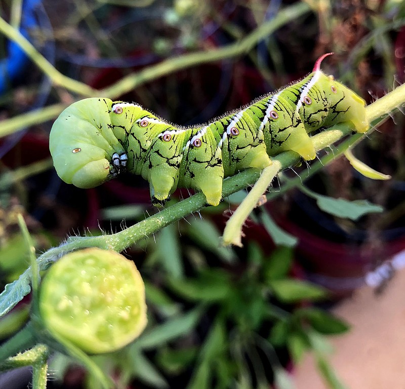 Westside Eagle Observer/RANDY MOLL
Tomatoes, both leaves and fruit, are a favorite food of the tomato hornworm. Large brownish-gray moths lay their eggs on the tomato plant and catepillars are hatched which can grow up to 3 or 4 inches in length. After feeding on the plants, the catepillars drop off the plants and burrow into the soil to transform into pupae. Moths emerge in two weeks to begin a second generation during mid-summer, repeating the cycle. Caterpillars feed until late summer or early fall and then pupate, with the pupae remaining in the soil through the winter and new moths emerging in the spring. The best remedy is to watch for damage to plants and pysically remove the catepillars.