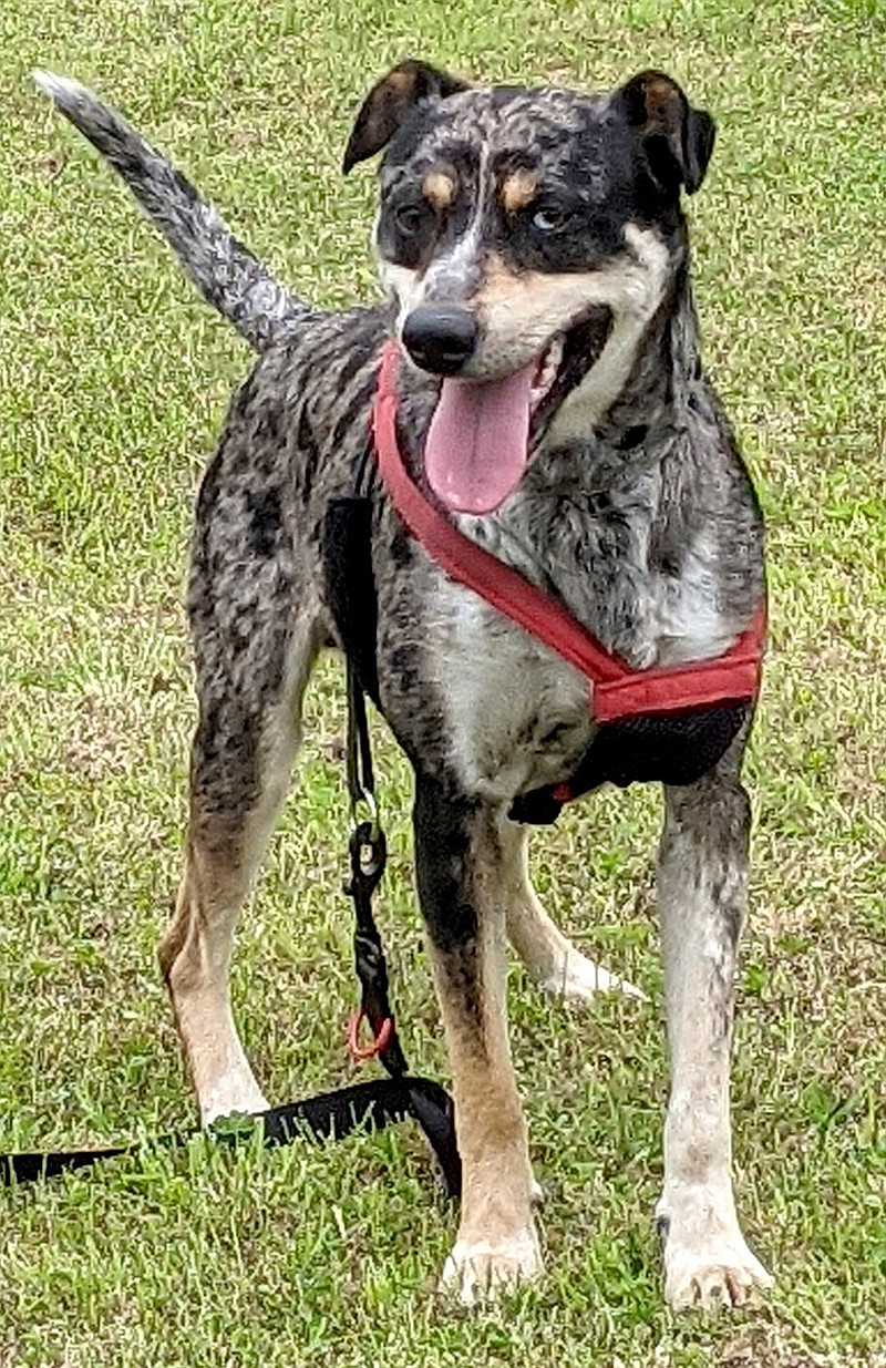 SUBMITTED
Steele was taken off a chain and is learning how to walk on a leash. He is a one-year-old heeler mix. He is on the small side (35 pounds) with lots of energy to keep up with a busy family. He is good with older children and cats but prefers only female dogs. He has been neutered and given his rabies shot, along with worming, flea and tick treatment and 7-way, which is included in his $50 adoption fee. For more information, please call 918-326-4154 or email pamwithtailwaggers@gmail.com.