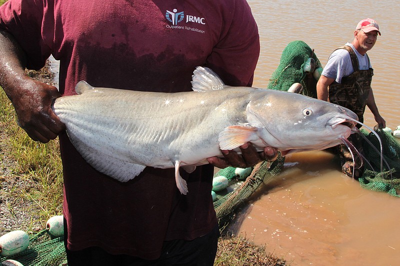 Topcat rigs waylay Arkansas catfish  The Arkansas Democrat-Gazette -  Arkansas' Best News Source