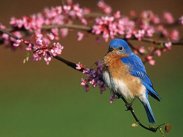 Photo submitted Last year's winning photo in the Bluebird Society's photo contest was Bill Johnson.