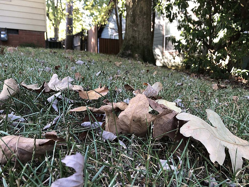 Some large trees are dropping leaves and ending their seasons early in Central Arkansas, because that’s how they survive drought. (Arkansas Democrat-Gazette/Celia Storey 8/31/21)