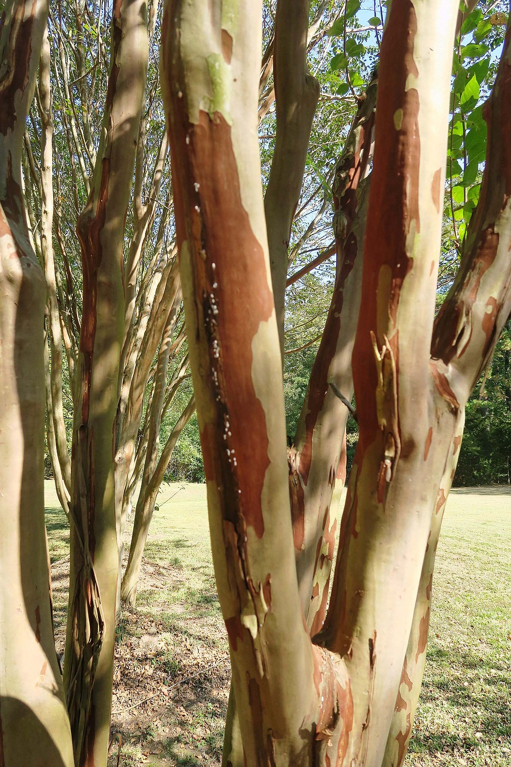 The bark of crape myrtles begins to peel when the trees reach maturity. (Special to the Democrat-Gazette/Janet B. Carson)