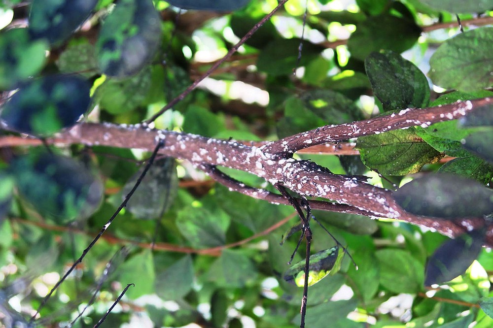 Crape myrtle bark scale insects appear as clusters of white or gray felty specks, but the honeydew they exude turns black as mold grows in it. (Special to the Democrat-Gazette/Janet B. Carson)