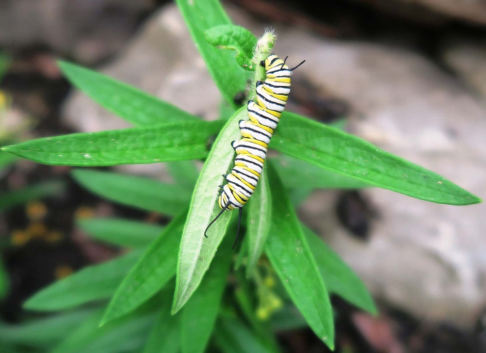 Monarch caterpillars don't automatically appear on milkweed plants. (Special to the Democrat-Gazette/Janet B. Carson)