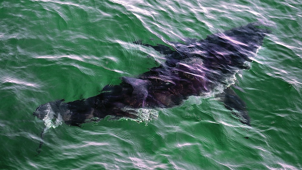 A great white shark swims past a boat on a shark watch with Dragonfly Sportfishing charters off the Massachusetts' coast of Cape Cod on Tuesday, Aug. 17, 2021. Cape Cod is slowly embracing its shark reputation, three summers after the popular vacation destination saw its first great white shark attacks in generations. A growing group of charter boat operators are offering shark tours to complement the region's whale and seal watching excursions. (AP Photo/Charles Krupa)