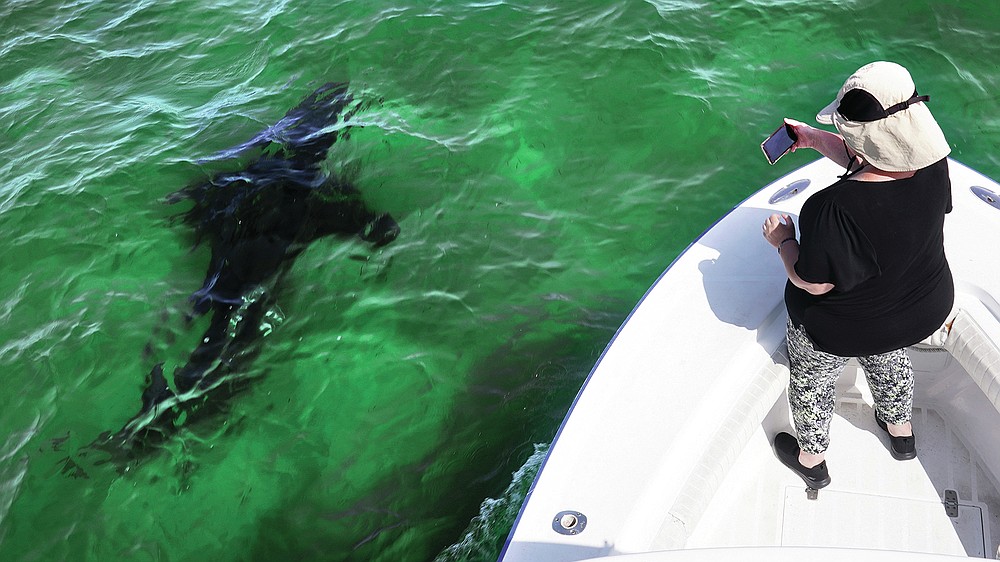 Mindi Moran, of Portland, Maine, watches a great white shark swims past while on shark watch with Dragonfly Sportfishing charters off the Massachusetts' coast of Cape Cod, on Tuesday, Aug. 17, 2021. Cape Cod is slowly embracing its shark reputation, three summers after the popular vacation destination saw its first great white shark attacks in generations. A growing group of charter boat operators are offering shark tours to complement the region's whale and seal watching excursions. (AP Photo/Charles Krupa)