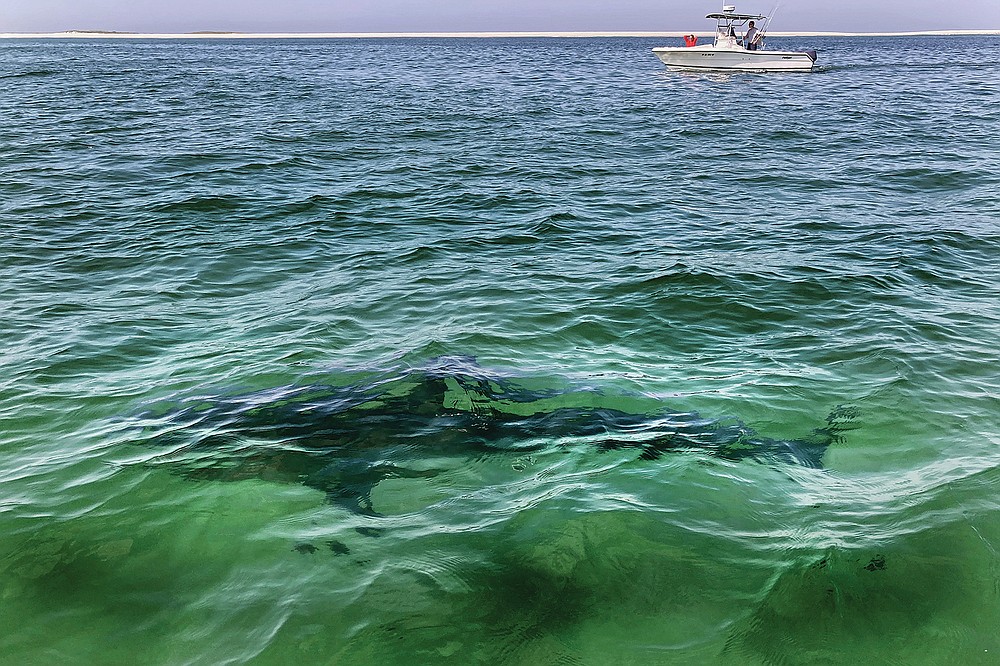 A white shark swims across a sand bar, seen from a shark watch with Dragonfly Sportfishing charters, off the Massachusetts' coast of Cape Cod, on Friday, Aug. 13, 2021 . Cape Cod is slowly embracing its shark reputation, three summers after the popular vacation destination saw its first great white shark attacks in generations. A growing group of charter boat operators are offering shark tours to complement the region's whale and seal watching excursions. (AP Photo/Phil Marcelo)