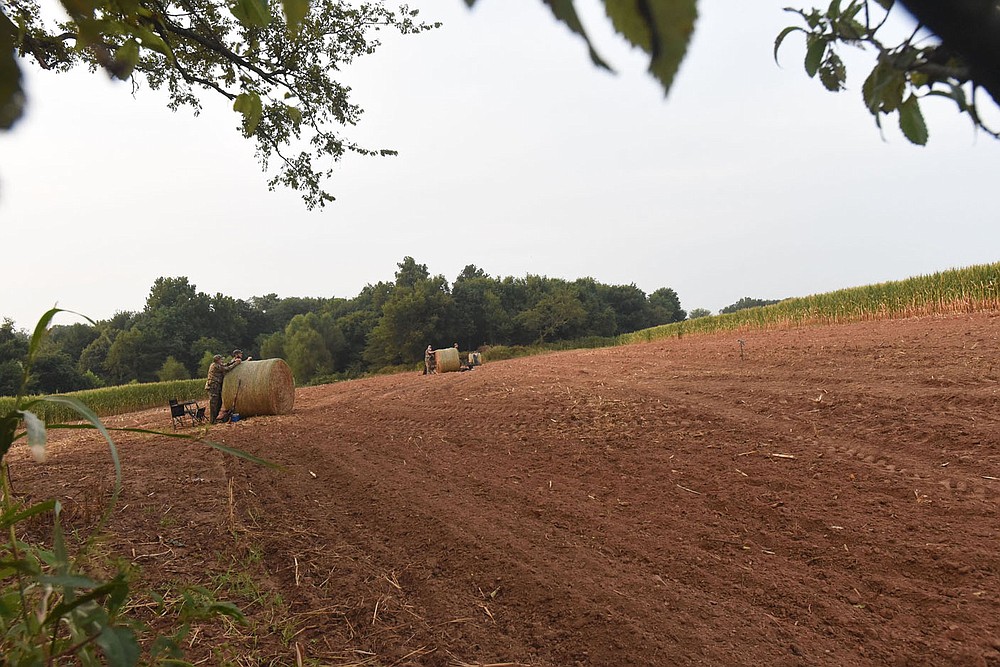 Arkansas Game and Fish Commission prepares fields around the state to attract mourning doves. This permit-only field, seen Sept. 4 2021 near Prairie Grove, has harvested corn and freshly planted wheat as food for doves. Game and Fish manages several nonpermit fields that are open to everyone throughout the dove season.
(NWA Democrat-Gazette/Flip Putthoff)