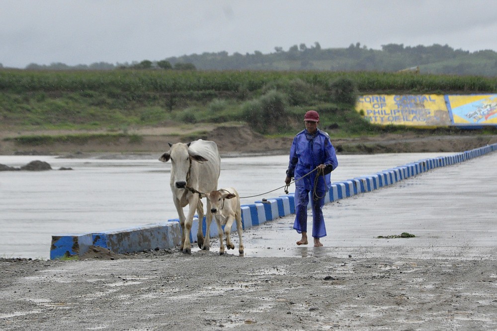 A man brings his cow and calf to higher ground as the river starts to swell due to typhoon Chanthu in Ilagan, Isabela province, northern Philippines, Friday Sept. 10, 2021. Typhoon Chanthu skirted past most of the Philippines on Friday but appeared to be gaining strength and heading directly for Taiwan this weekend, forecasters said. (AP Photo)