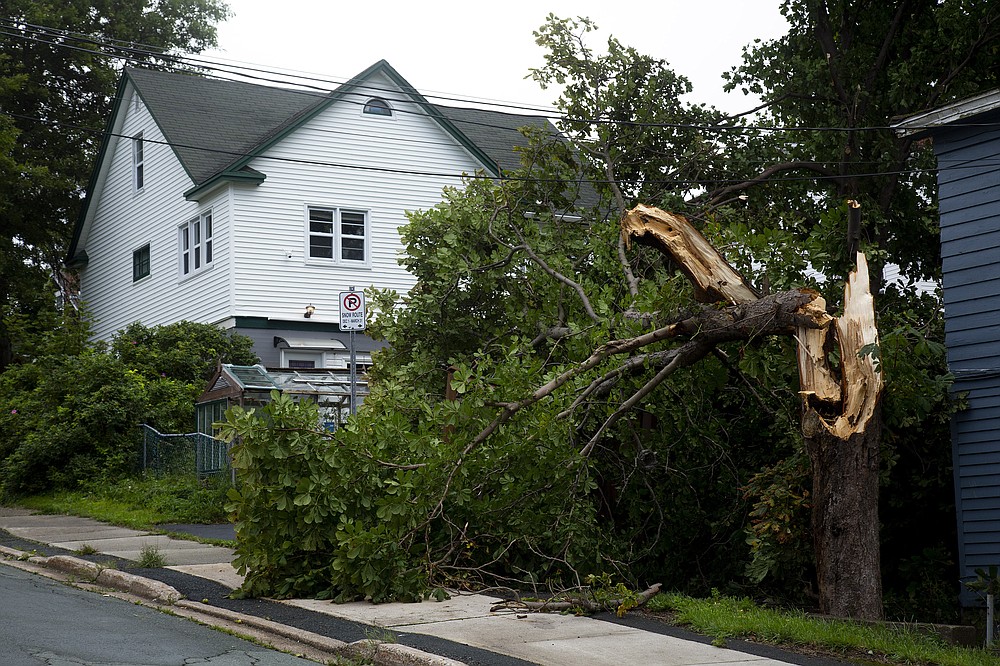 A tree is seen downed after Hurricane Larry crossed over Newfoundland's Avalon Peninsula in the early morning hours, in St. John's, Saturday, Sept. 11, 2021. (Paul Daly/The Canadian Press via AP)
