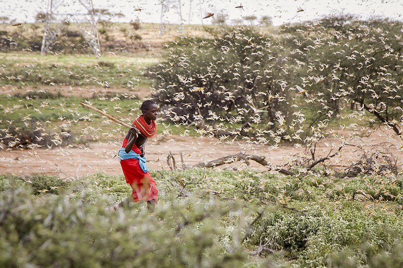 FILE - In this file photo taken Thursday, Jan. 16, 2020, a Samburu boy uses a wooden stick to try to swat a swarm of desert locusts filling the air, as he herds his camel near the village of Sissia, in Samburu county, Kenya. Climate change could push more than 200 million people to move within their own countries in the next three decades and create migration hotspots unless urgent action is taken in the coming years to reduce global emissions and bridge the development gap, a World Bank report has found. The report published on Monday, Sept. 13, 2021 examines how long-term impacts of climate change such as water scarcity, decreasing crop productivity and rising sea levels could lead to millions of what the report describes as &#x201c;climate migrants&#x201d; by 2050. (AP Photo/Patrick Ngugi, File)