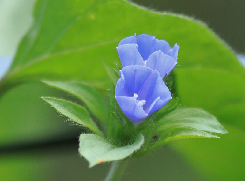 Related to morning glories, cluster vine spreads readily by reseeding. (Special to the Democrat-Gazette)