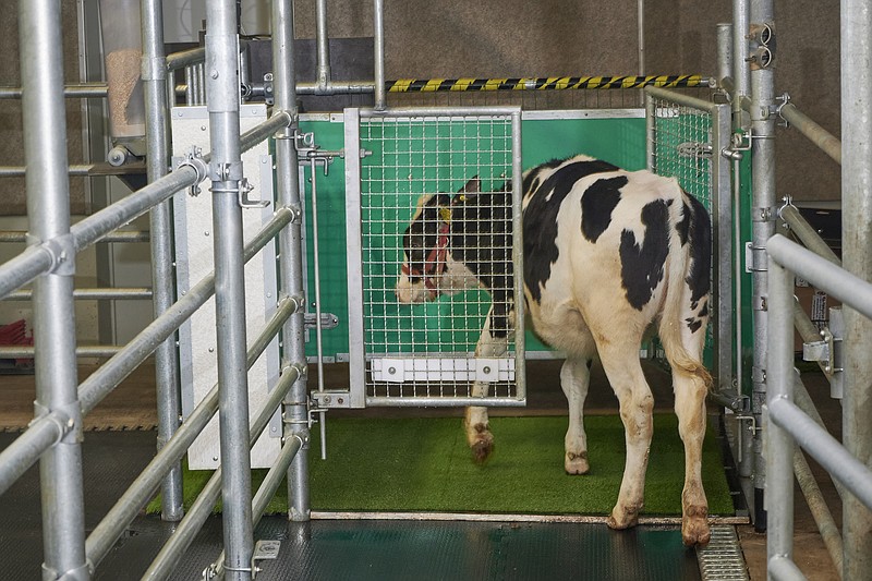 In this undated photo provided by the Research Institute for Farm Animal Biology in Dummerstorf, Germany in September 2021, a calf enters an astroturf-covered pen nicknamed &quot;MooLoo&#x201d; to urinate. The scientists, mimicking the process of putting a toddler on the potty until he or she has to go, put the cows in and waited until they urinated and then gave them a reward: a super sweet liquid of mostly molasses. (Thomas H&#xe4;ntzschel/FBN via AP)