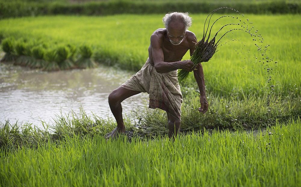 FILE - In this July 3, 2015 file photo, a farmer works in a rice paddy field at Reba Maheswar village, 56 kilometers (35 miles) east of Gauhati, India. Climate change could push more than 200 million people to move within their own countries in the next three decades and create migration hotspots unless urgent action is taken in the coming years to reduce global emissions and bridge the development gap, a World Bank report has found. The report published on Monday, Sept. 13, 2021 examines how long-term impacts of climate change such as water scarcity, decreasing crop productivity and rising sea levels could lead to millions of what the report describes as “climate migrants” by 2050. (AP Photo/Anupam Nath, File)