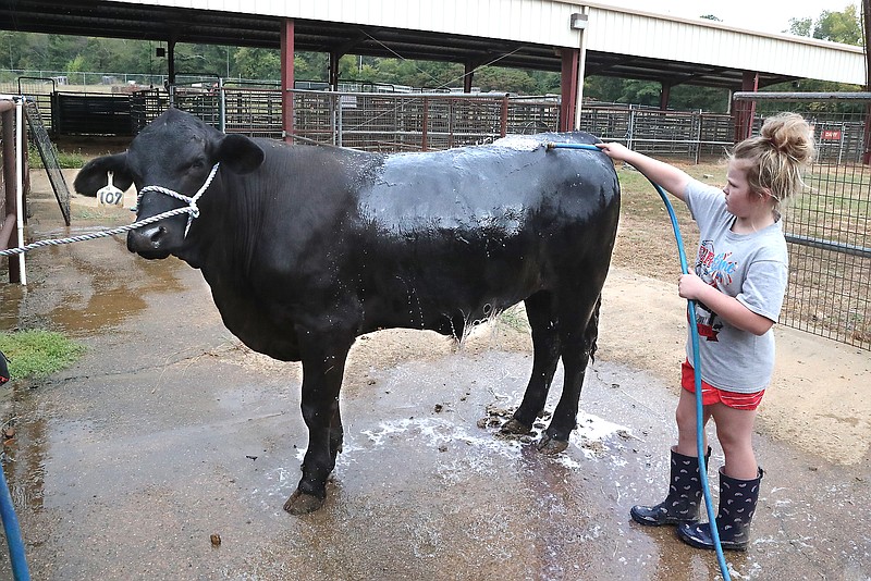 Milli Radley, of Hot Springs, gives her Brangus bull, Money Man Filet, a bath on Monday at the Garland County Fairgrounds in preparation for today's beef cattle judging. - Photo by Richard Rasmussen of The Sentinel-Record
