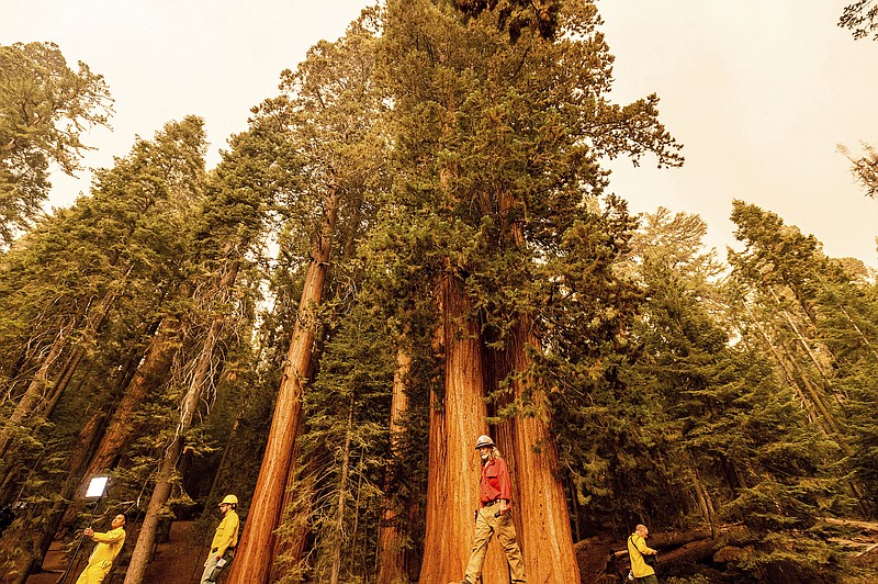 Members of the media walk among sequoia trees in Lost Grove as the KNP Complex Fire burns about 15 miles away on Friday, Sept. 17, 2021, in Sequoia National Park, Calif. (AP Photo/Noah Berger)