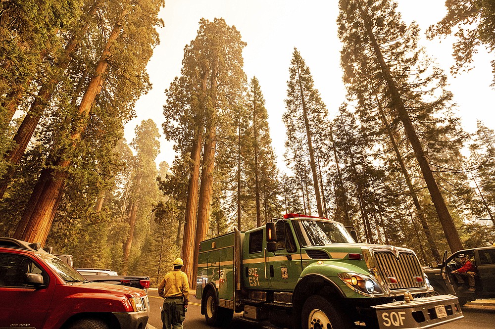 A fire engine drives past sequoia trees in Lost Grove as the KNP Complex Fire burns about 15 miles away on Friday, Sept. 17, 2021, in Sequoia National Park, Calif. (AP Photo/Noah Berger)