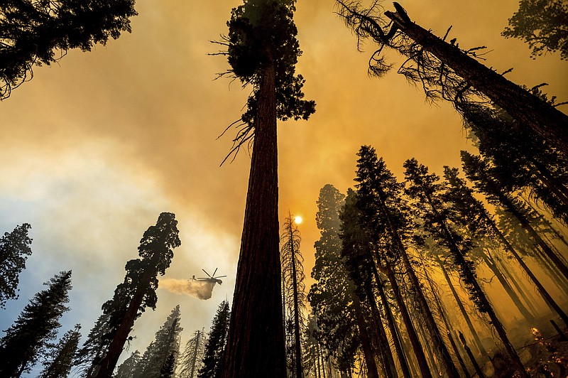 A helicopter drops water on the Windy Fire burning in the Trail of 100 Giants grove of Sequoia National Forest, Calif., on Sunday, Sept. 19, 2021. Flames scorched at least two sequoia trees as firefighters worked to defend the grove. (AP Photo/Noah Berger)