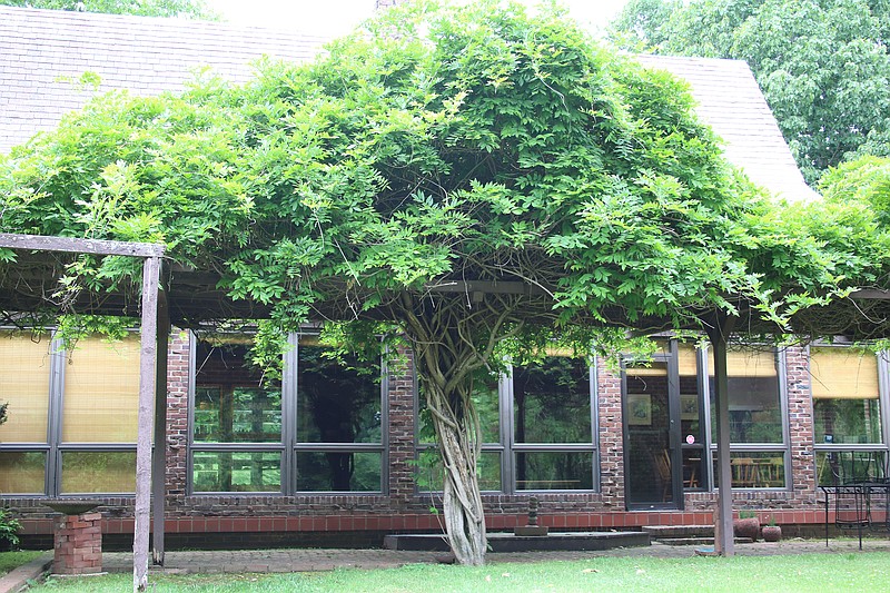 The weight of this almost 70-year-old wisteria is too much for its pergola, but the vine is likely supporting the pergola. (Special to the Democrat-Gazette)