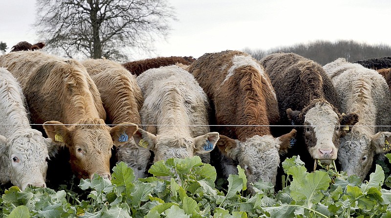 FILE - In this Tuesday, Dec. 3, 2019 file photo, cattle feed on kale on Balbirnie farm in Cupar, Scotland. Britain?s business secretary said he hopes to reach an agreement Tuesday, Sept. 21, 2021 to restore carbon dioxide supplies to food processors and avert potential shortages and price increases as the country deals with the fallout from soaring energy prices. Kwasi Kwarteng?s comments came after crisis talks with the chief executive of CF Industries, which normally supplies the bulk of the carbon dioxide used by food processors but has suspended production due to high natural gas prices.