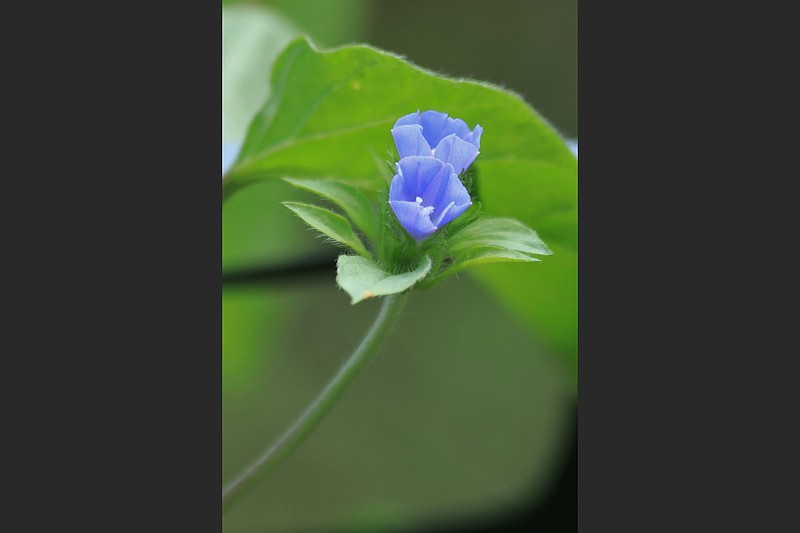 Related to morning glories, cluster vine spreads readily by reseeding. (Special to the Democrat-Gazette)