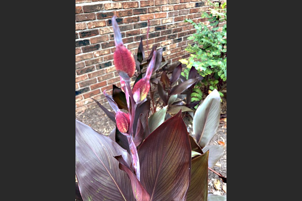 This canna lily's seed pods are not yet ripe. (Special to the Democrat-Gazette)