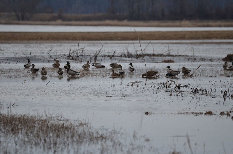 Concentrations of late season ducks find sanctuary on plentiful habitat away from hunting pressure. (Special to the News-Times)