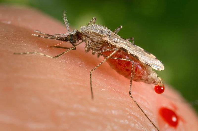 This file photo provided by the Centers for Disease Control and Prevention (CDC) shows a feeding female Anopheles Stephensi mosquito crouching forward and downward on her forelegs on a human skin surface, in the process of obtaining its blood meal through its sharp, needle-like labrum, which it had inserted into its human host. In a study published Wednesday, Sept. 22, 2021, scientists say there is evidence a resistant form of malaria is spreading in Uganda, in a worrying sign the top drug used against the parasitic disease could ultimately be rendered useless without concerted efforts from countries and global health officials. - James Gathany/CDC via AP