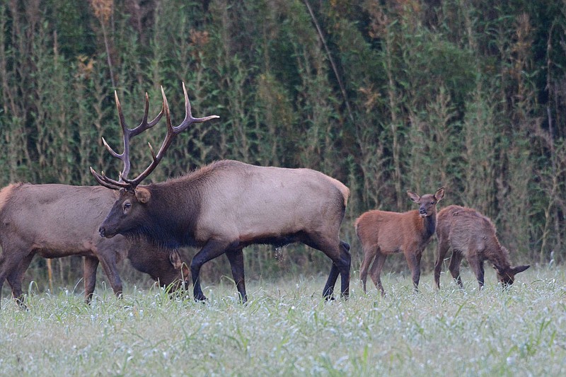 A bull elk grazes with a herd Sept. 29 2017 near the Buffalo National River at Ponca. Fall is a prime season to see elk grazing in meadows at sunrise and sunset in the Ponca and Boxley areas.
(Courtesy photo)