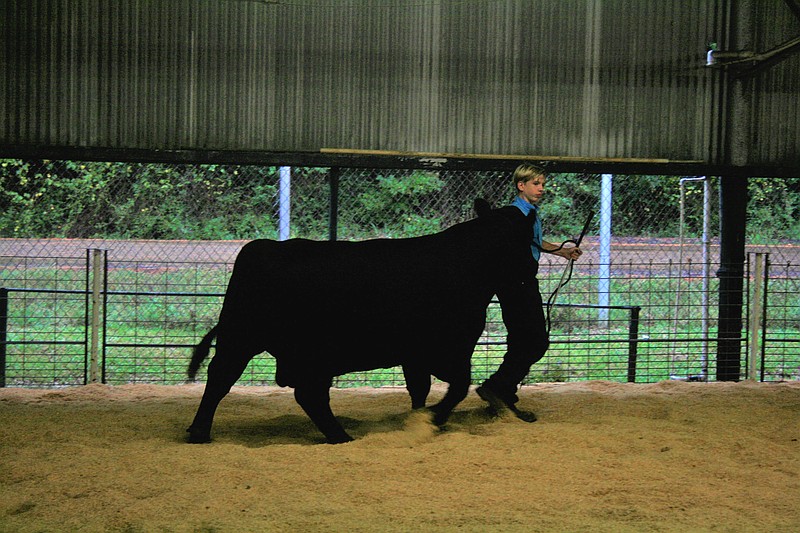 Tuesday evening’s livestock shows at the Union County Fair included beef and swine showings. Today, the junior livestock sale will begin at 12:30 at the fairgrounds, giving the young 4H and FFA members the opportunity to sell their livestock after a busy week showing and months caring for their animals. The Union County Fair will conclude on Saturday. (Matt Hutcheson/News-Times)