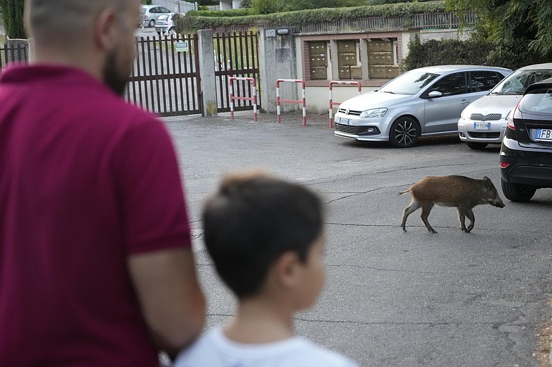 A wild boar crosses a street in Rome, Friday, Sept. 24, 2021. They have become a daily sight in Rome, families of wild boars trotting down the city streets, sticking their snouts in the garbage looking for food. Rome's overflowing rubbish bins have been a magnet for the families of boars who emerge from the extensive parks surrounding the city to roam the streets scavenging for food. (AP Photo/Gregorio Borgia)