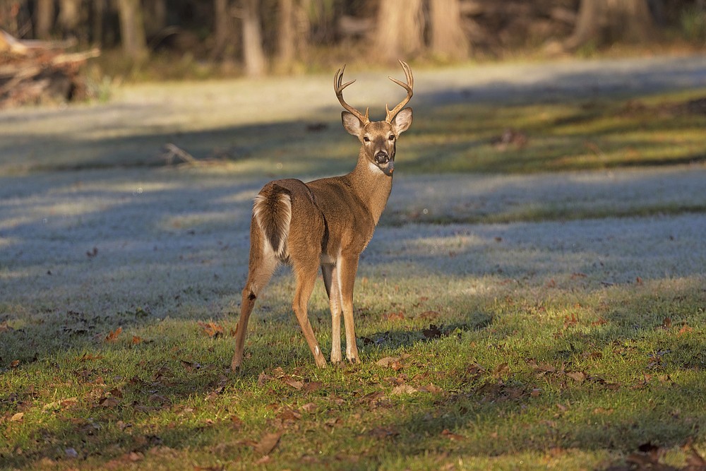Tests for fatal deer disease qualify for 1k, 500 drawings
